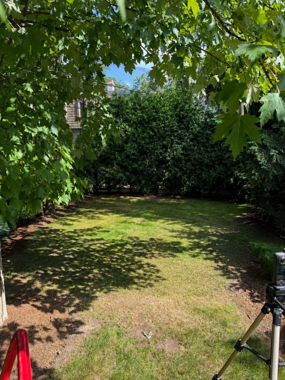 After: the same backyard with the trampoline gone and the lawn clear